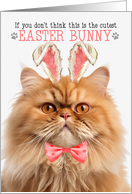 Ginger Persian Cat Cutest Easter Bunny Kitty Puns card