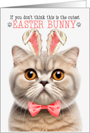 Cream Scottish Fold Cat Cutest Easter Bunny Kitty Puns card