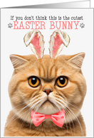 Orange Scottish Fold Cat Cutest Easter Bunny Kitty Puns card
