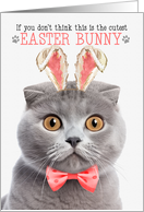 Gray Scottish Fold Cat Cutest Easter Bunny Kitty Puns card