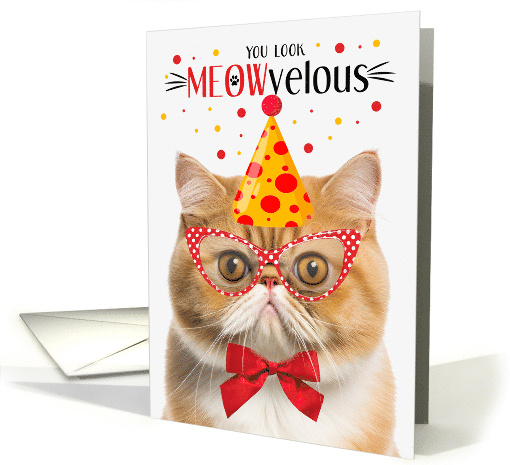 Orange Exotic Shorthair Cat MEOWvelous Birthday card (1829584)