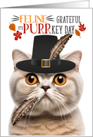 Scottish Fold Cream Thanksgiving Cat Grateful for PURRkey Day card