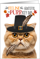 Scottish Fold Orange Thanksgiving Cat Grateful for PURRkey Day card