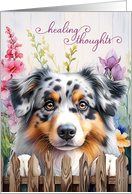 Get Well Australian Shepherd Dog Garden Fence with Gladiolus card