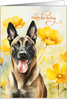 Birthday Belgian Malinois Shepherd Dog and Golden Poppies card