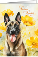 Get Well Belgian Malinois Shepherd Dog and Golden Poppies card