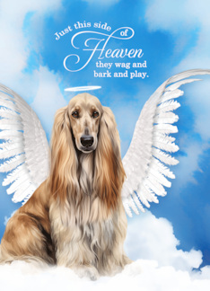 Pet Sympathy Loss of a Dog Afghan Hound Angel