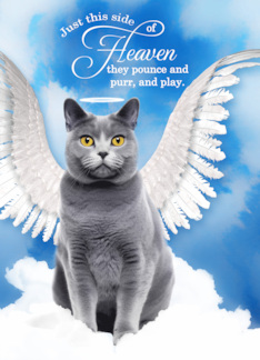 Pet Sympathy Loss of a Cat Chartreux Angel