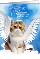 Pet Sympathy Loss of a Cat Calico Exotic Shorthair Angel card