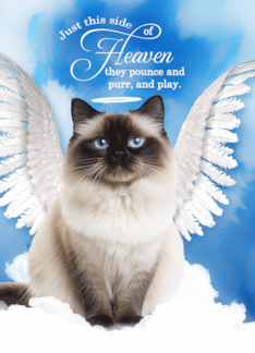 Pet Sympathy Loss of a Cat Himalayan Angel