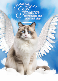 Pet Sympathy Loss of a Cat Ragdoll Angel