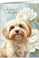 Get Well Havanese Dog with Bold White Magnolias card
