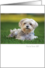 Funny Shih Tzu Dog Birthday card