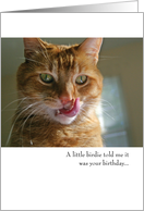 Funny Cat Birthday...