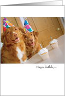 Funny Dog Birthday...