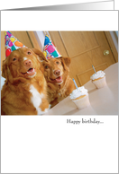 Funny Dog Birthday Card