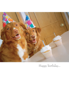 Funny Dog Birthday...