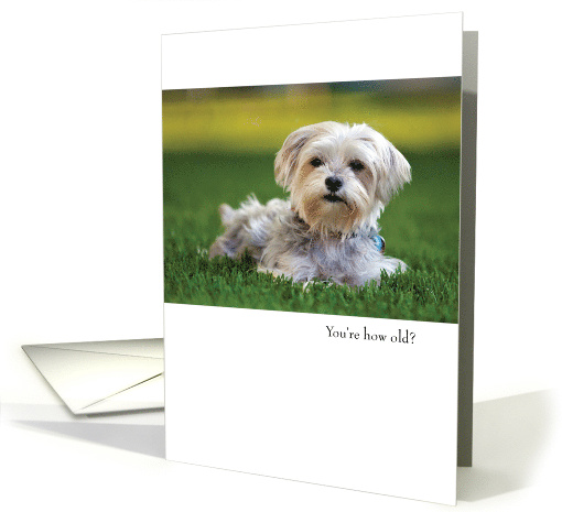 Funny Shih Tzu Dog Birthday card (1761016)