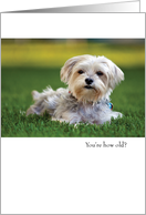Funny Shih Tzu Dog Birthday card