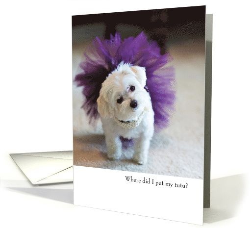 Funny Dog Birthday card (1761056)