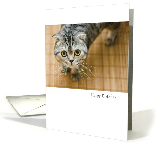 Funny Cat Birthday card (1761064)