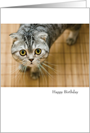 Funny Cat Birthday