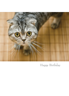 Funny Cat Birthday