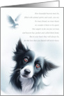 Dog Pet Sympathy with Spiritual Poem and Dove Border Collie Pup card