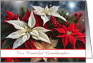 Granddaughter Happy Holidays Christmas Flowers Poinsettias Custom card