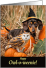 Halloween Cute and Funny Owl and Dachshund Puppy in Pumpkin Patch card