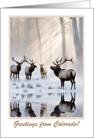 Colorado Christmas Holiday Seasons Greetings with Elk in Snow Custom card