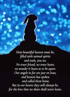 Bunny Rabbit Sympathy Loss Of Pet Spiritual Animals in Heaven