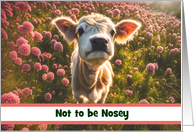 Thinking of You Cute Highlander Calf or Cow Flowers Custom Cover Text card
