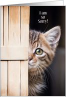 Apology I am Sorry Forgive Me with Cute Bashful Kitten Custom Text card