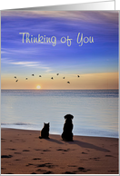 Pet Sympathy Loss of Cat or Dog Silhouetted Beach Sunset Ocean Custom card