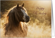 Horse in the Wild Dust and Pasture Happy Birthday Spirited Custom card