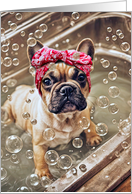 Birthday French Bulldog or Frenchie Cute in a Bubble Bath Funny card