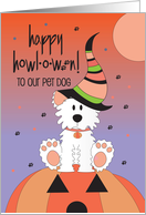 Hand Lettered Halloween for Pet Dog Fluffy Dog in Witch Hat on Pumpkin card