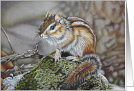 Curious Chipmunk All Occasion Blank Inside card