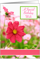 Birthday for Anyone, Field of Pink Cosmos Flowers card