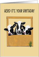 Birthday Cows Herd...
