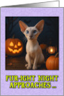 Lilac Point Modern Siamese Cat Halloween with Carved Pumpkins card