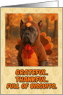 Cane Corso Dog in Turkey Suit Thanksgiving Autumn Forest card