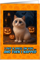 Lilac Point Ragdoll Cat Halloween with Carved Pumpkins card