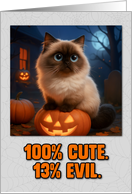 Himalayan Cat Halloween with Carved Pumpkins card