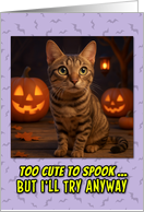 Sokoke Cat Halloween with Carved Pumpkins card