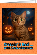 Australian Mist Cat Halloween with Carved Pumpkins card