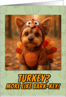 Yorkshire Terrier Dog in Turkey Suit Thanksgiving Autumn Forest card