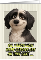 Tibetan Terrier Dog Humorous Getting Older Birthday card