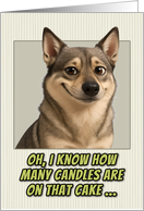 Swedish Vallhund Humorous Getting Older Birthday card